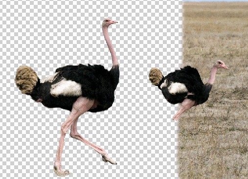 Creation of Compact Ostrich: Step 3